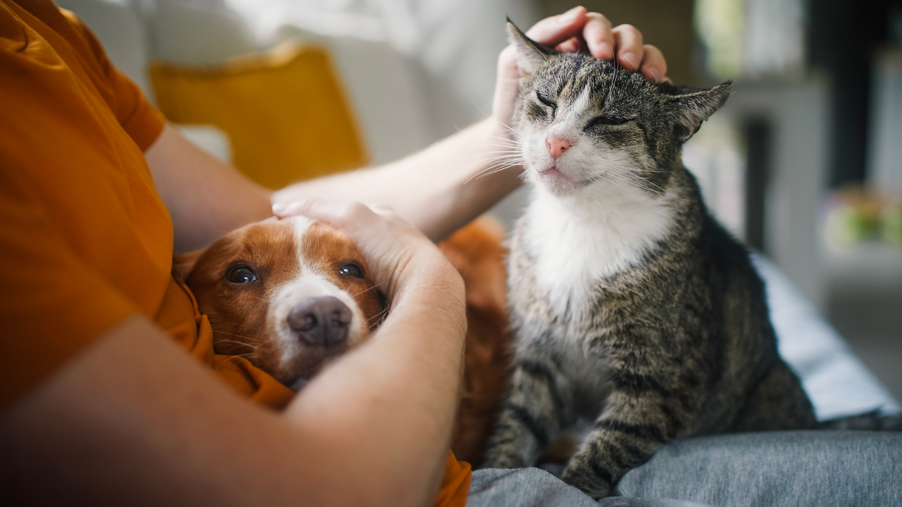 Understanding Connecticut’s New Pet Feeder Law: A Must-Read for Pet Owners