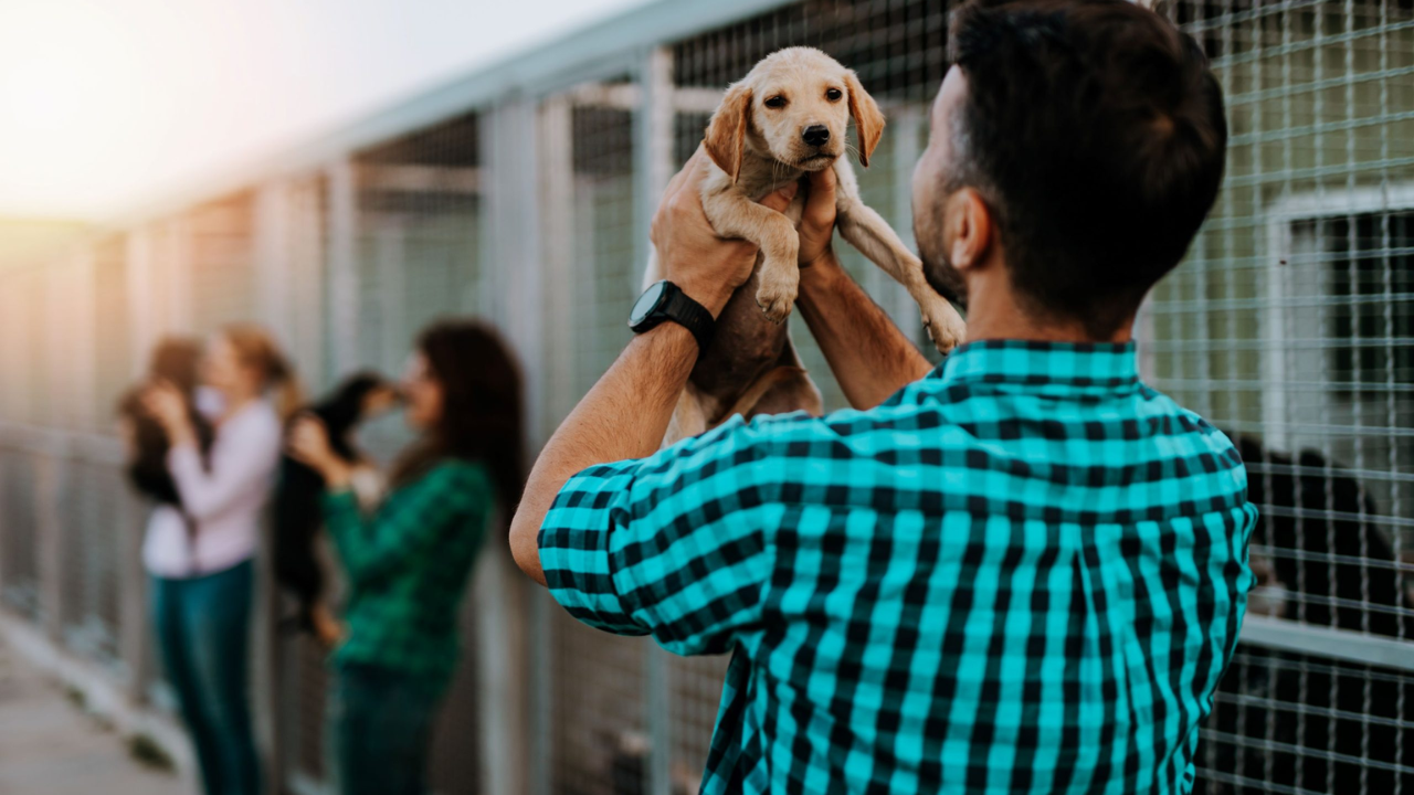 Cincinnati’s New Pets Feeder Law: What Pet Owners Need to Know