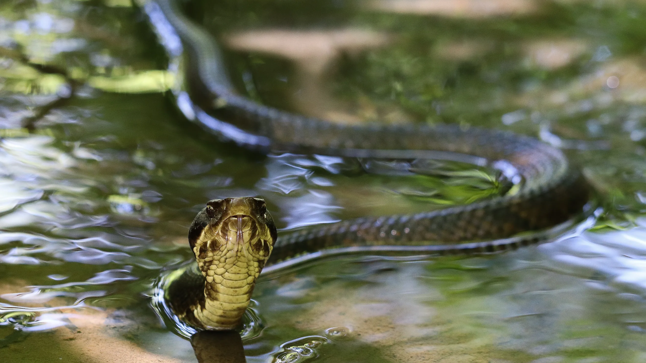 Slither Alert: These Are the 5 Most Snake-Infested Lakes in North Carolina