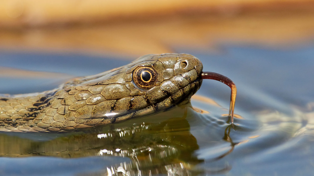 Attention: These are the 5 Most Snake-Infested Lakes in South Dakota 