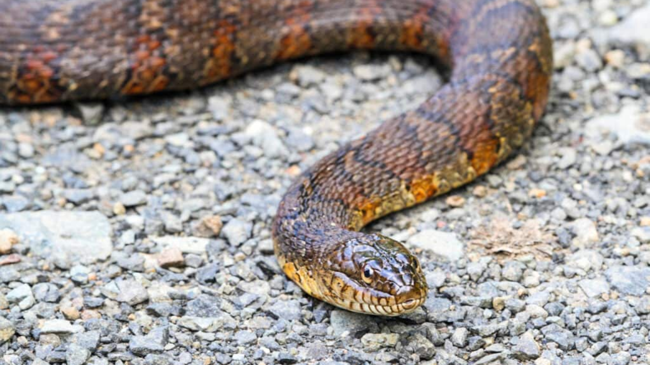 These Colorado Lakes Are So Full of Snakes, You will Get Chills