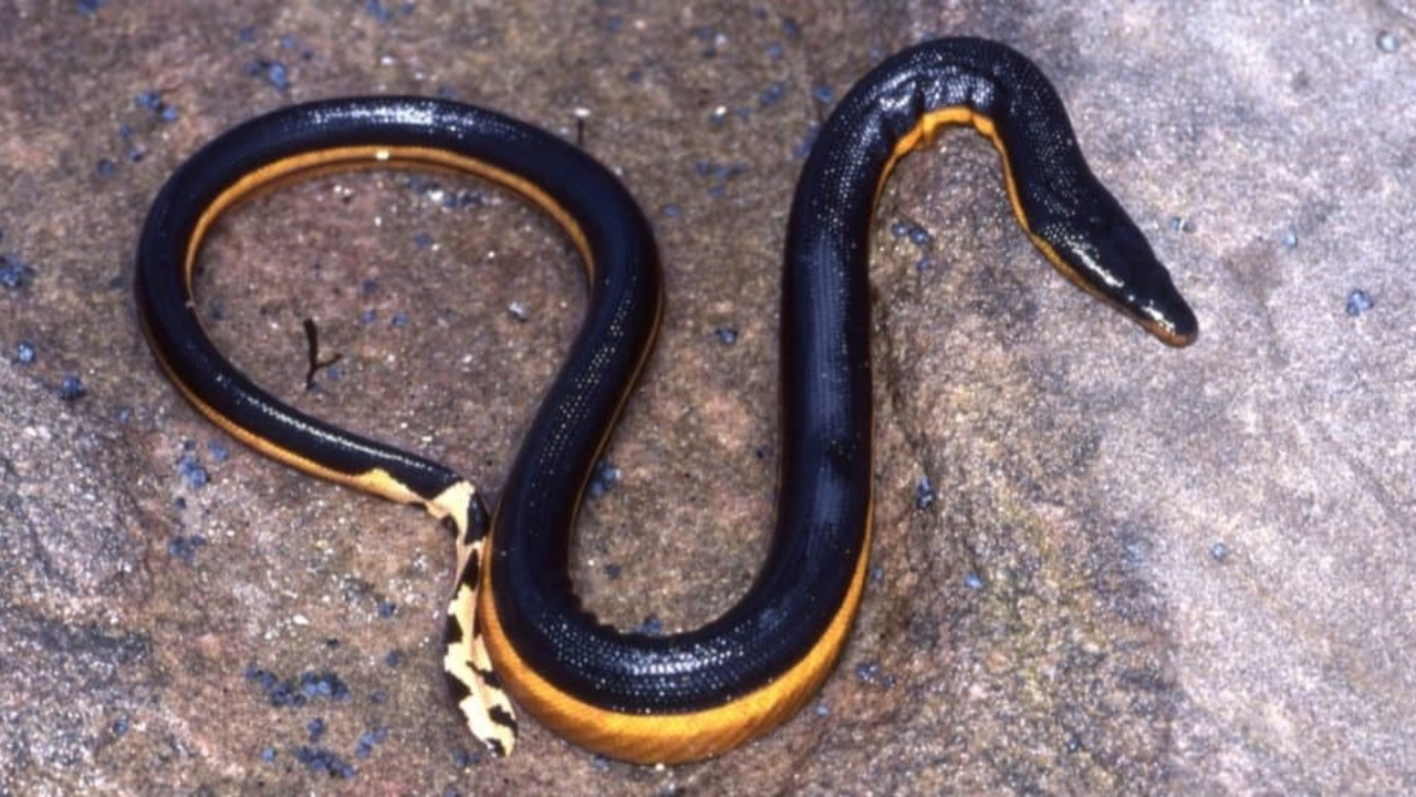 The Most Dangerous Snakes in Hawaii: What to Do When You See One