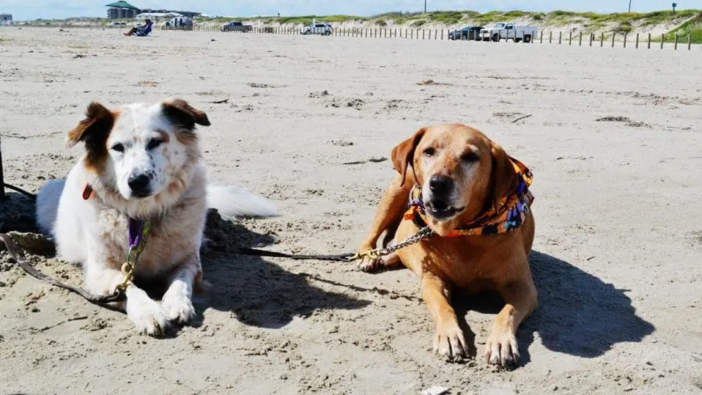 Best Dog-Friendly Beaches in Texas for 2025 – Your Pup Will Love These!