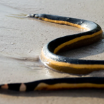 The 4 Most Snake-Infested Lakes in Indiana—Beware of These Danger Zones