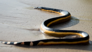 The 4 Most Snake-Infested Lakes in Indiana—Beware of These Danger Zones