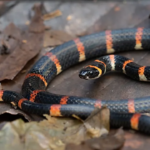 Dangerous Waters: Mississippi’s Snake-Infested Lakes You Don’t Want to Visit This Summer