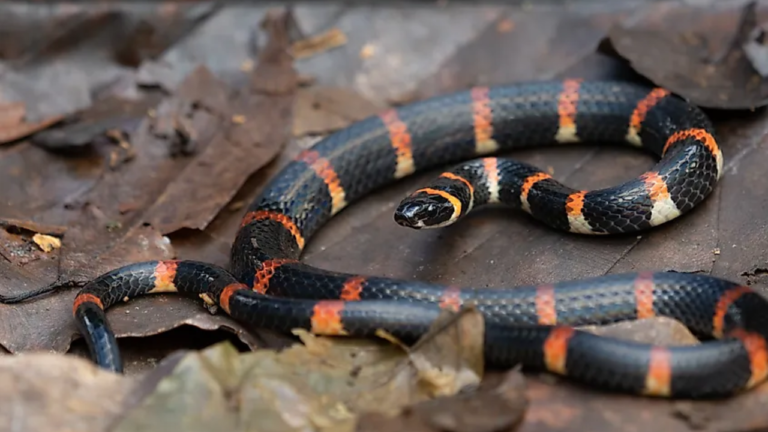 Dangerous Waters: Mississippi’s Snake-Infested Lakes You Don’t Want to Visit This Summer