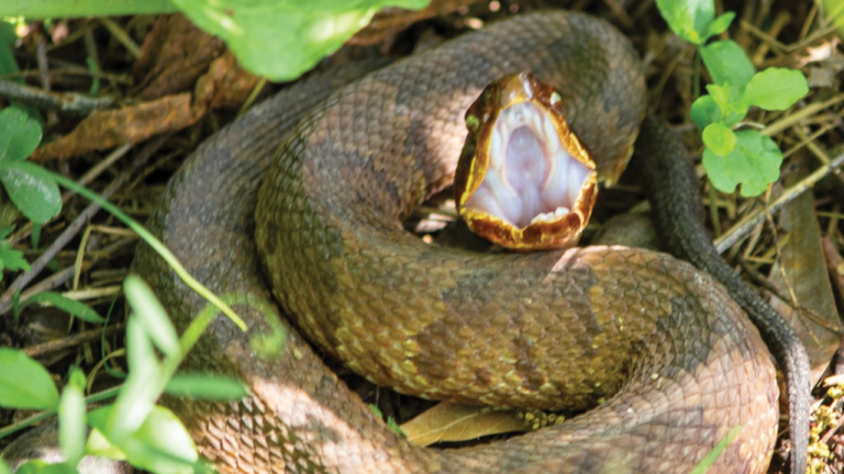 Dangerous Waters: The Most Snake-Infested Lakes in Texas You Need to Know About