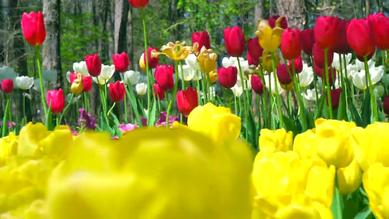 Discover Arkansas' Hidden Spring Gem: A Sea of Tulips Awaits!