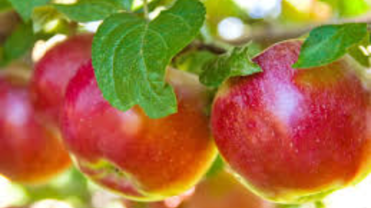 Michigan Fruit Farms on High Alert as Warm Weather Looms!