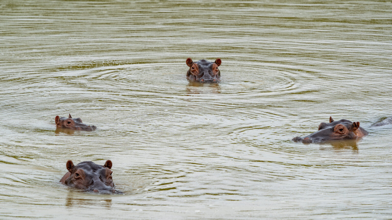 Cocaine Hippos Take Over Kansas Politics—And Conservatives Can’t Look Away!