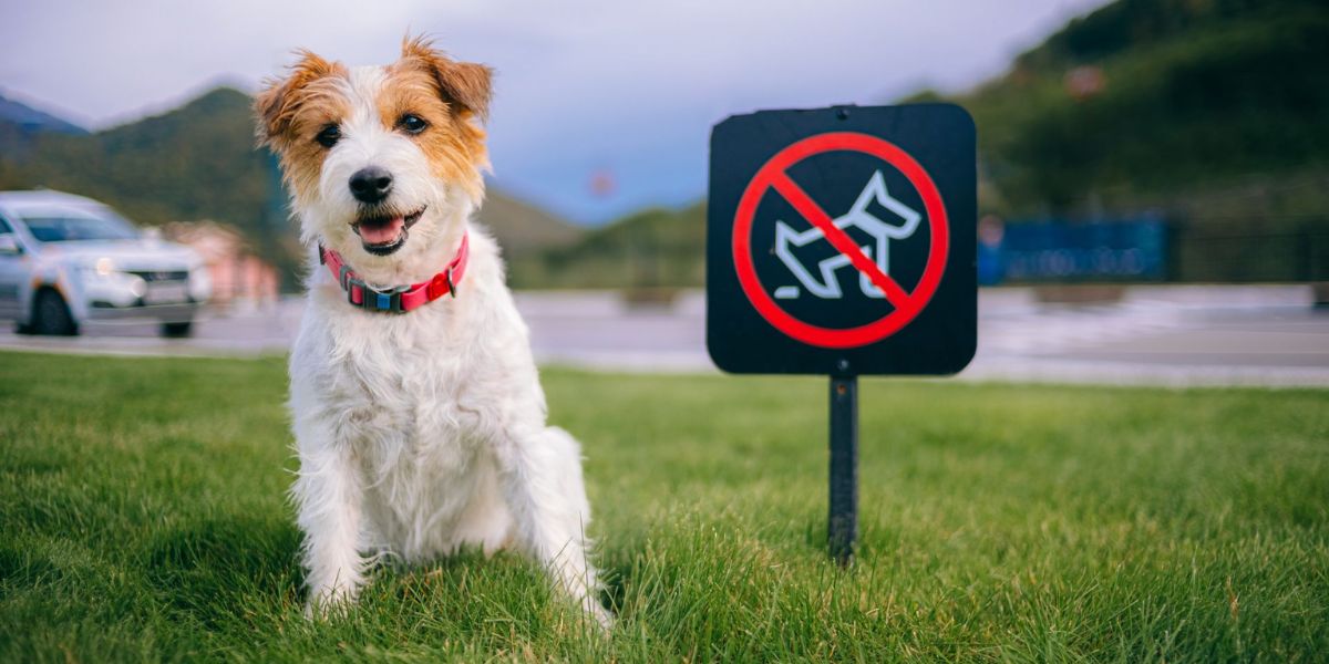 If You Have Dogs! Must-Know Details About Florida’s New Pet Feeder Law for All Pet Owners