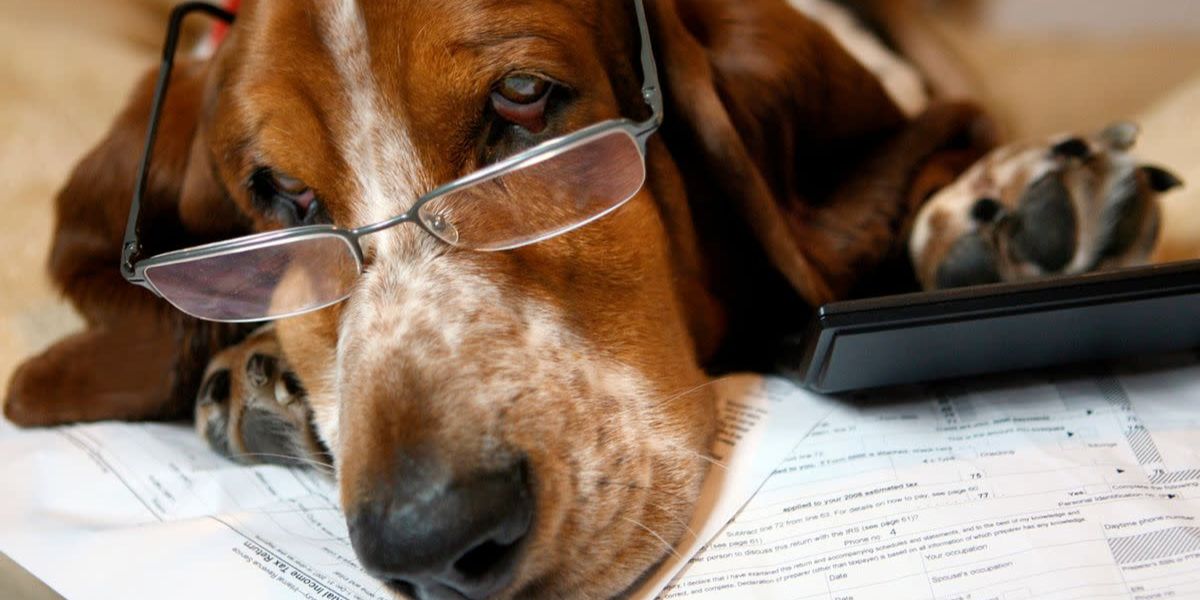 Pet Snacks and Muscle Oil The Weirdest IRS-Backed Tax Deductions Out There
