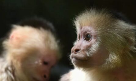 AI Monkey Hoax Tricks Newark Police Into Searching for Nonexistent Primates
