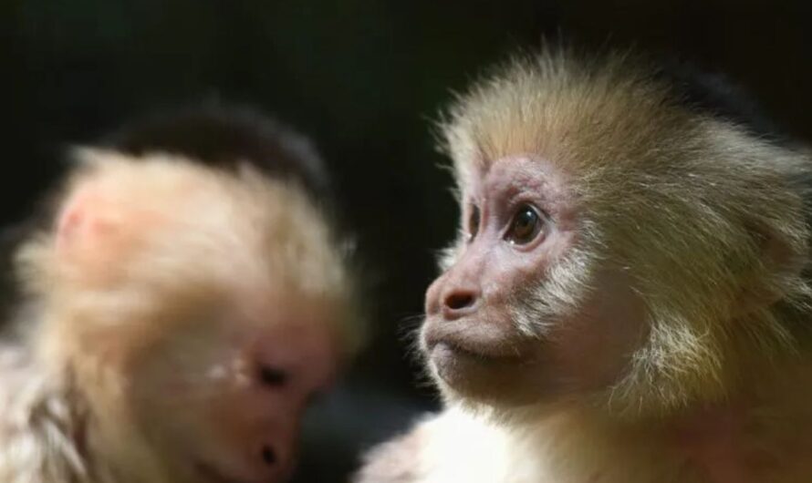 AI Monkey Hoax Tricks Newark Police Into Searching for Nonexistent Primates
