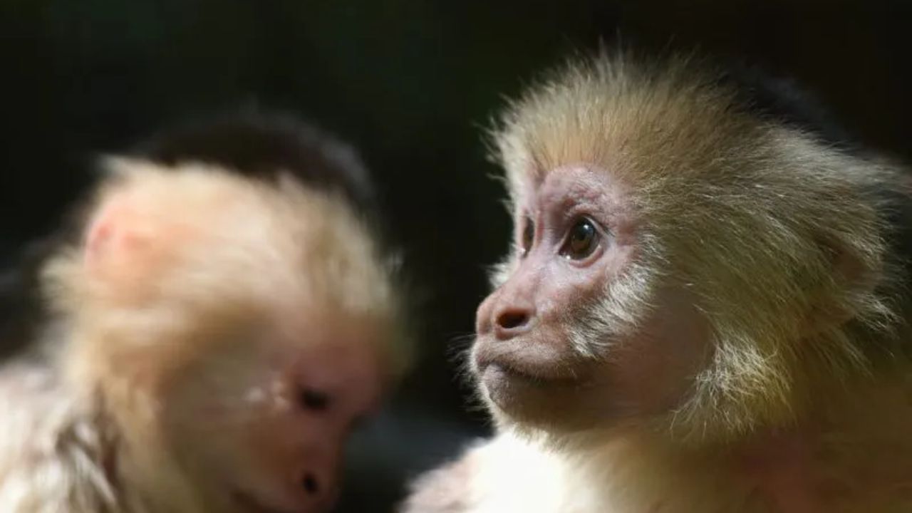 AI Monkey Hoax Tricks Newark Police Into Searching for Nonexistent Primates