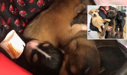 Animal Heroes Alaska Rescue Group Saves 180 Dogs and a Turtle from Floodwaters