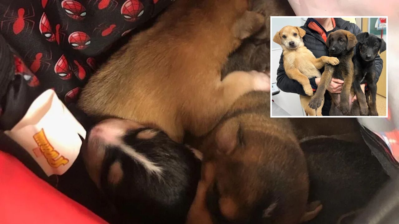 Animal Heroes Alaska Rescue Group Saves 180 Dogs and a Turtle from Floodwaters