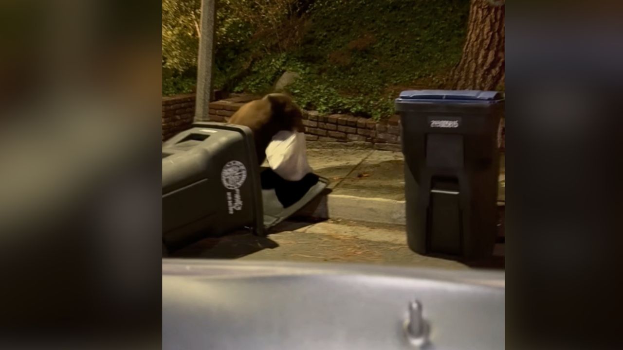 Bear Caught on Camera Stealing Trash Bag in California Neighborhood