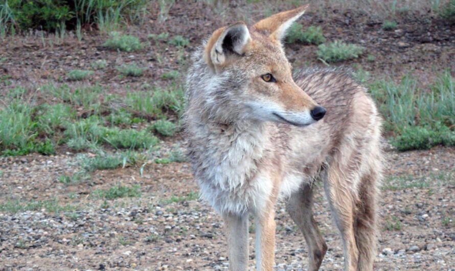 California Woman Injured in Coyote Attack While Trying to Save Dog