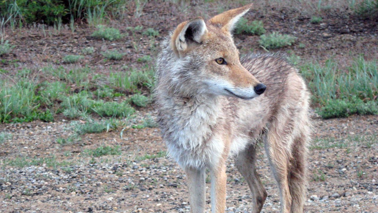 California Woman Injured in Coyote Attack While Trying to Save Dog