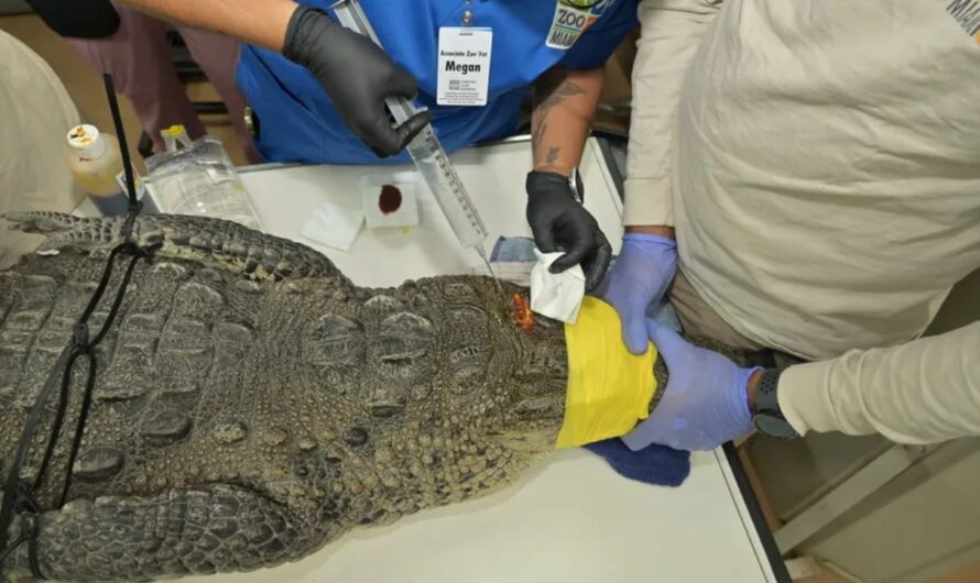 Florida Crocodile Seen with Spear in Head Has Bullet Lodged in Brain, Officials Say