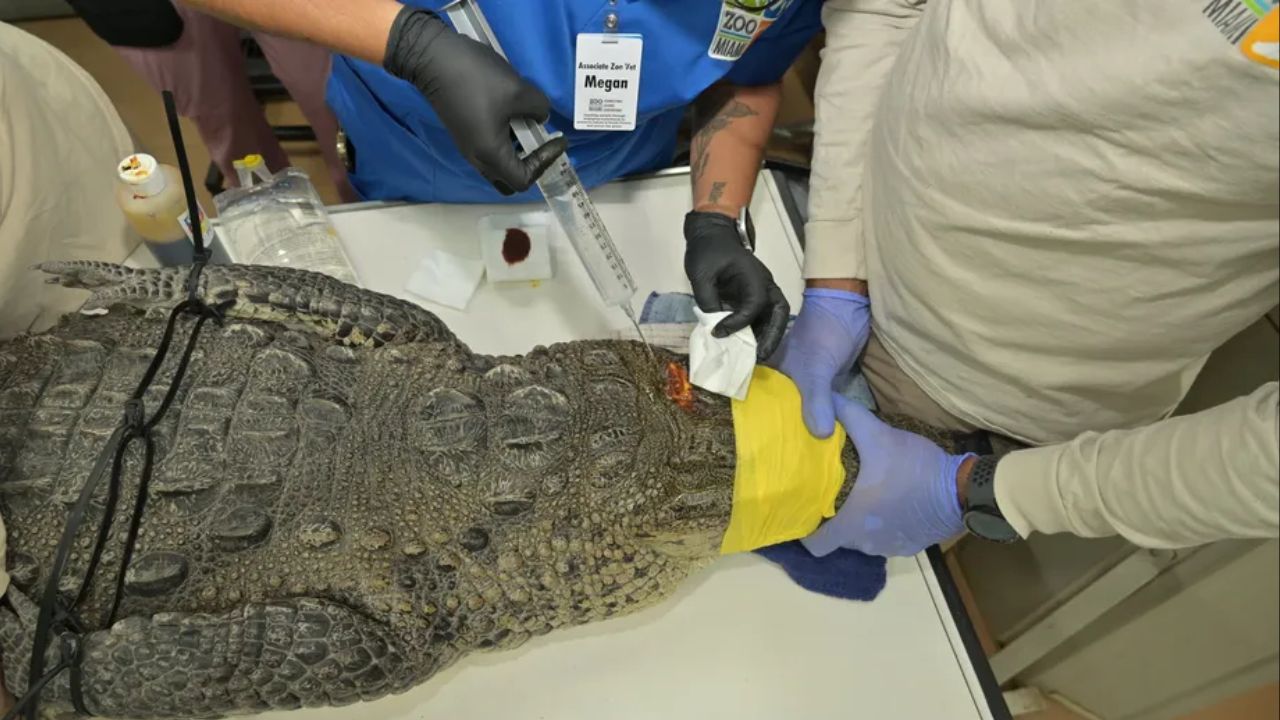 Florida Crocodile Seen with Spear in Head Has Bullet Lodged in Brain, Officials Say