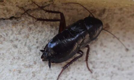 NYC Tenant Horrified After Finding Dead Roaches in New Apartment — and Landlord’s Response Was Disgusting