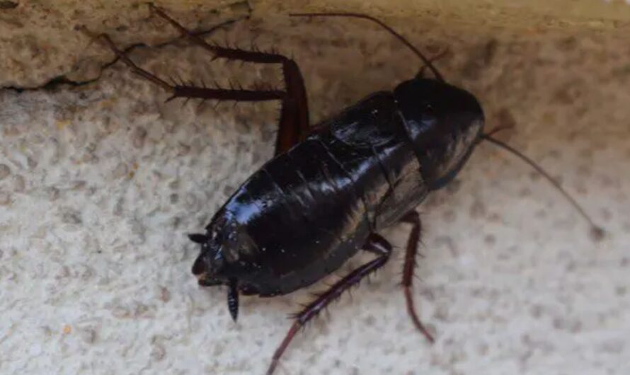 NYC Tenant Horrified After Finding Dead Roaches in New Apartment — and Landlord’s Response Was Disgusting