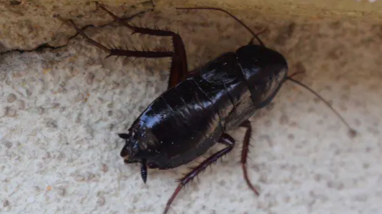 NYC Tenant Horrified After Finding Dead Roaches in New Apartment — and Landlord’s Response Was Disgusting