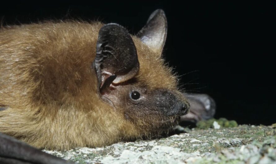 Officials Warn of Spike in Rabid Bat Cases Across Southern California County