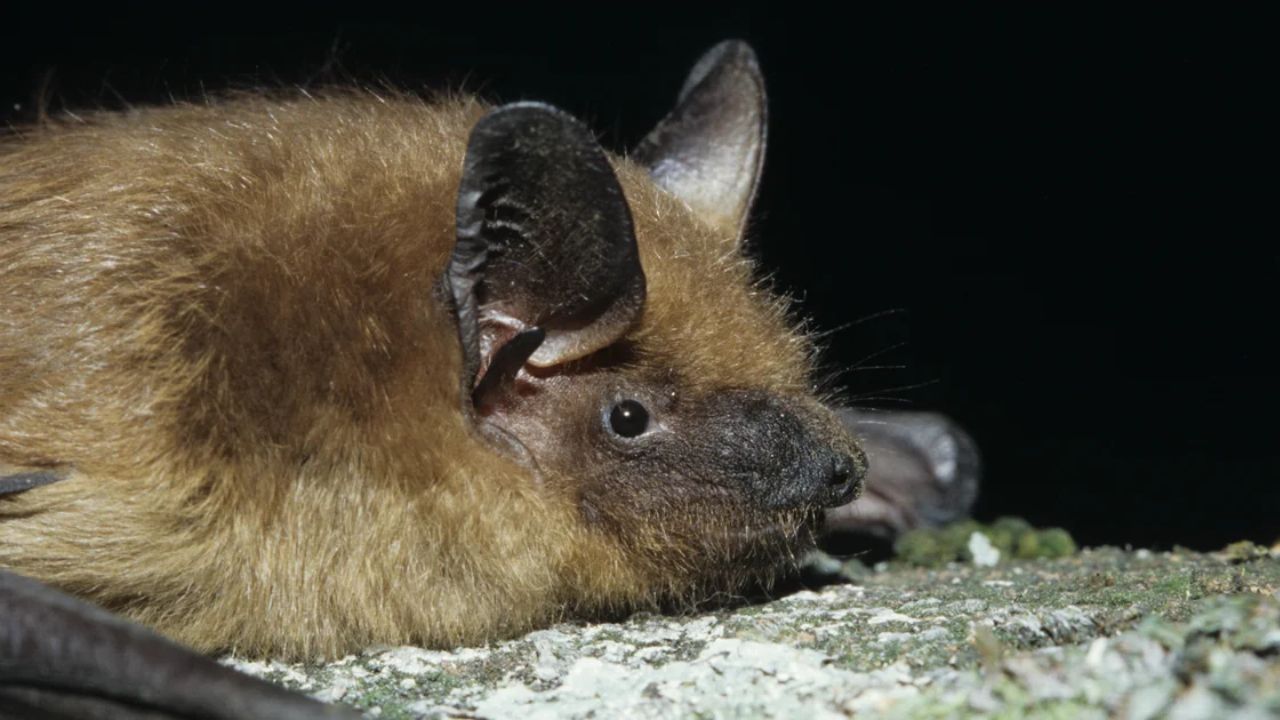 Officials Warn of Spike in Rabid Bat Cases Across Southern California County