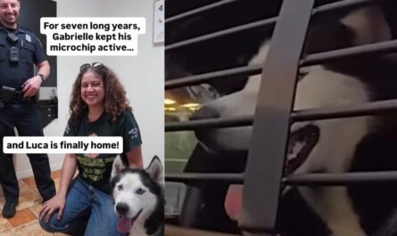 Seven Years Later, Dog Stolen in Florida Burglary Finally Reunites with Owner