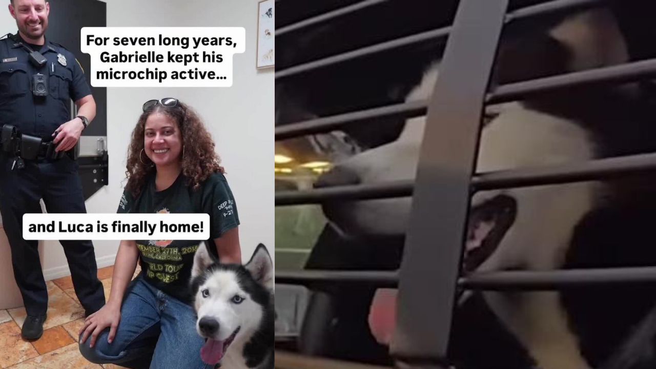 Seven Years Later, Dog Stolen in Florida Burglary Finally Reunites with Owner
