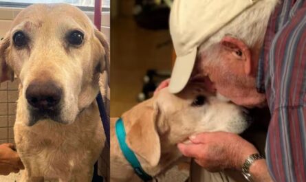 93-Year-Old Man Finds Lost Dog Using Trail of ‘Smelly Socks’ — Heartwarming Reunion Melts the Internet