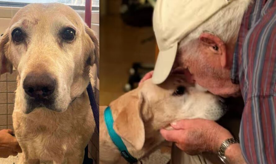 93-Year-Old Man Finds Lost Dog Using Trail of ‘Smelly Socks’ — Heartwarming Reunion Melts the Internet