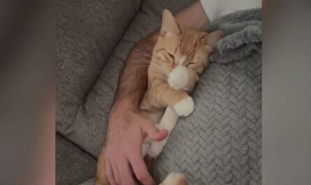 Cat Fatally Shot with Pellet Gun in Plum Neighborhood, Owner Seeks Justice