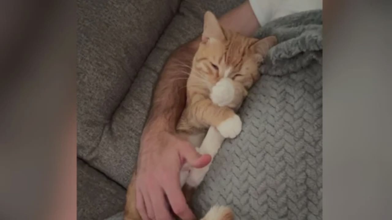 Cat Fatally Shot with Pellet Gun in Plum Neighborhood, Owner Seeks Justice