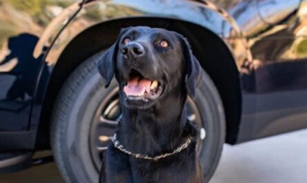 Las Vegas School Police Officer Pleads No Contest After K9 Dies in Hot Patrol Car