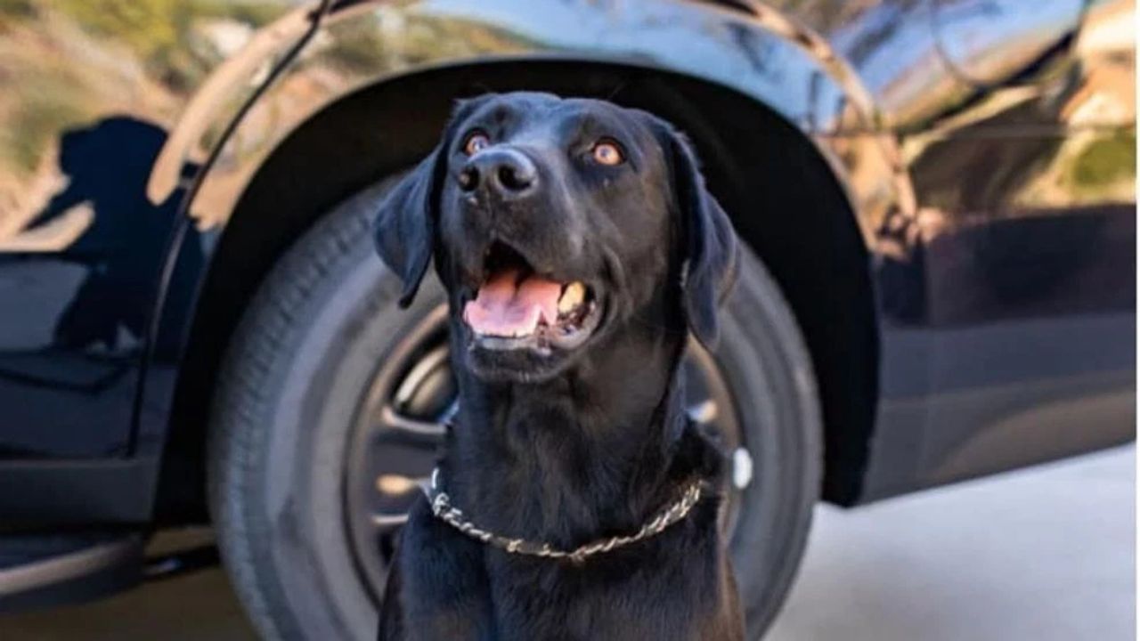 Las Vegas School Police Officer Pleads No Contest After K9 Dies in Hot Patrol Car