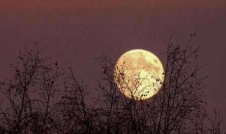 November’s Super Beaver Moon to Shine as the Brightest and Closest of 2025