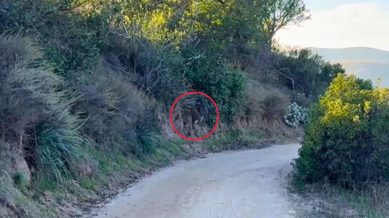 Officials Close Orange County Park After Aggressive Mountain Lion Confronts Bikers